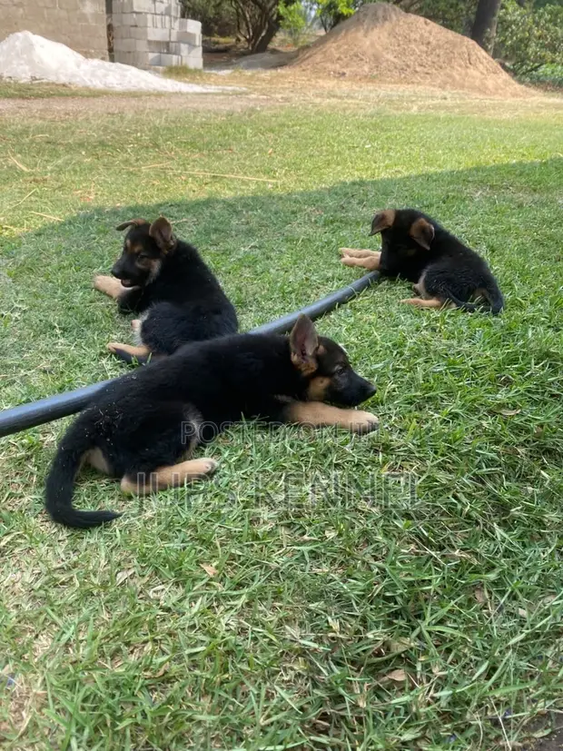 Female Purebred German Shepherd Puppy (1-3 Months) - 1