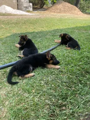 Female Purebred German Shepherd Puppy (1-3 Months)