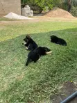 Female Purebred German Shepherd Puppy (1-3 Months) - 2