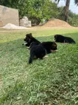 Female Purebred German Shepherd Puppy (1-3 Months) - 3