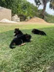 Female Purebred German Shepherd Puppy (1-3 Months) - 4