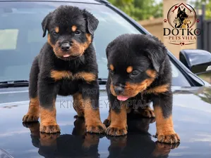 Purebred Rottweiler Puppies (1-3 Months)