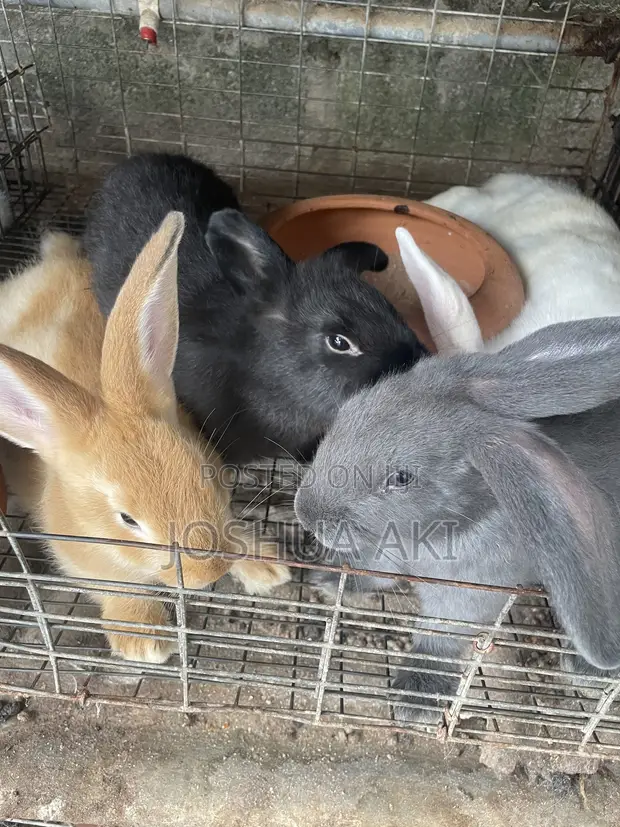 Rabbits for Sale - 1