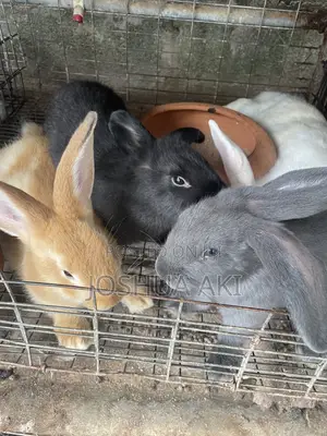 Rabbits for Sale