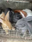 Rabbits for Sale - 1