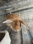 Rabbits for Sale - 2