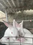 Rabbits for Sale - 3