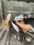 Rabbits for Sale - 4