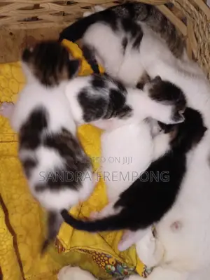 Male Mongrel Kitten - 1-3 Months Old