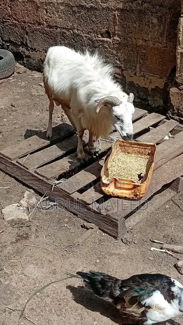 Sheep for Sale - 1