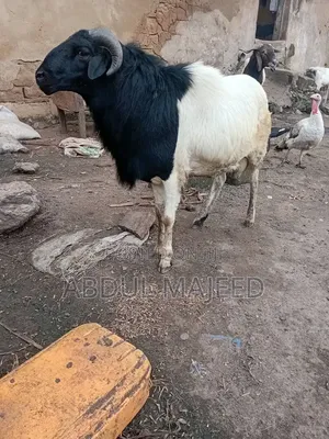 Sheep for Sale - 100 Heads
