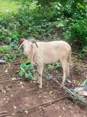 Sheep for Sale