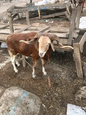 Sheep for Sale