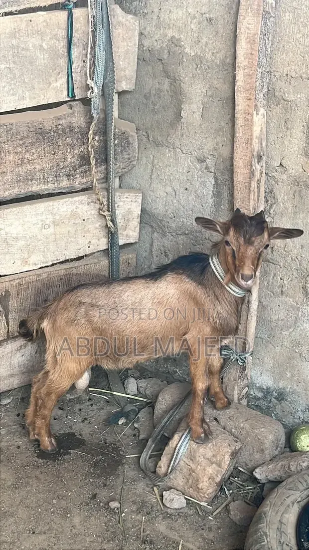 Goats for Sale - 1