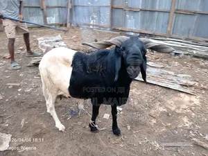 Sheep for Sale