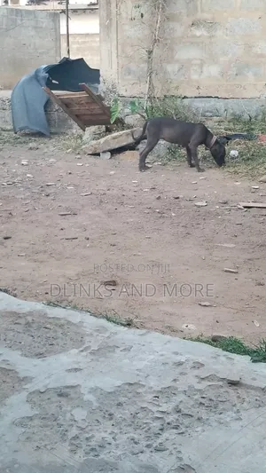 Female Purebred American Pit Bull Terrier, 6-12 Months