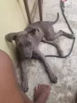Female Purebred American Pit Bull Terrier, 6-12 Months - 3