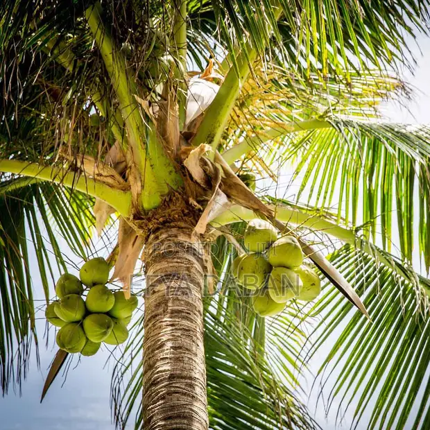 Coconut Sellers Needed in Kumasi - 1