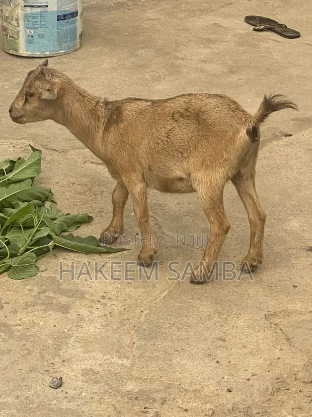 African Dwarf Female Goat - 1