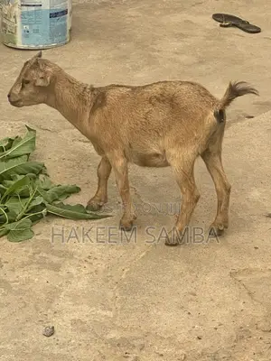 African Dwarf Female Goat