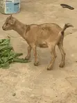 African Dwarf Female Goat - 1