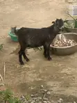 African Dwarf Female Goat - 2