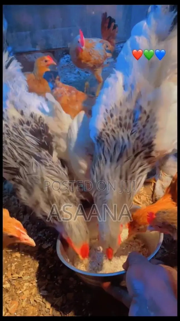 Local Chickens - Layers and Roosters - 1