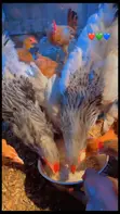 Local Chickens - Layers and Roosters - 1