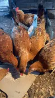 Local Chickens - Layers and Roosters - 2