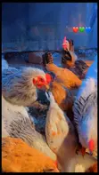 Local Chickens - Layers and Roosters - 3