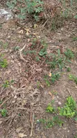 Residential Plot for Sale in Trede Winsa - 4