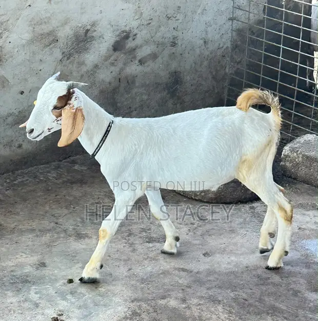 Boer Sahelian Cross Goats - 1