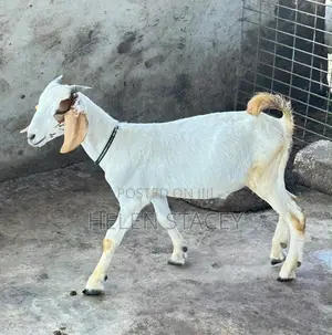 Boer Sahelian Cross Goats