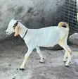 Boer Sahelian Cross Goats - 1