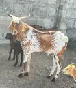 Boer Sahelian Cross Goats - 2