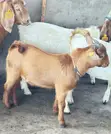 Boer Sahelian Cross Goats - 3