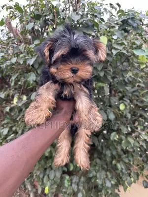 Purebred Yorkshire Terrier Puppy - 1-3 Months Old