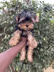 Purebred Yorkshire Terrier Puppy - 1-3 Months Old - 1