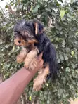Purebred Yorkshire Terrier Puppy - 1-3 Months Old - 2