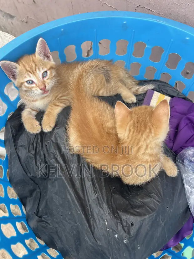 Male Mixed Breed Cat, 1-3 Months Old - 1