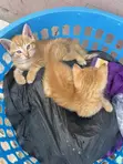 Male Mixed Breed Cat, 1-3 Months Old - 1