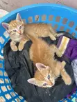 Male Mixed Breed Cat, 1-3 Months Old - 2