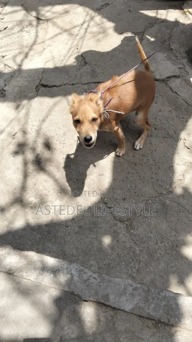 Male Mixed Breed Maltese Puppy (1-3 Months) - 1