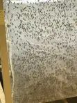 Black Soldier Fly (BSF) Protein - 3