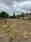 Two Plots for Sale at Ayawaso, Pokuase - 4