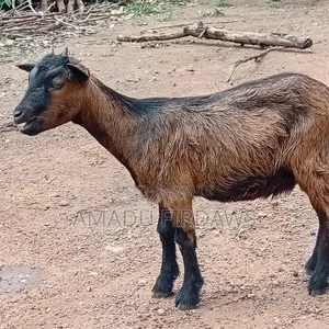 Goats for Sale
