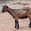 Goats for Sale - 1