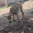 Goats for Sale - 2