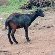 Goats for Sale - 3