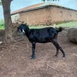 Goats for Sale - 4